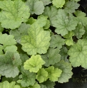 Mitella caulescens 