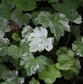 Mitella furusei 'Fuiri' CBJP1071