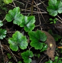 Mitella yoshinagae 