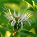 Monarda clinopodia