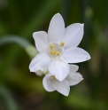 Narcissus broussonetii