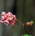 Neillia affinis