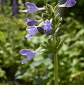 Nepeta wilsonii