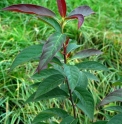 Nyssa sinensis