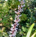 Ophiopogon caulescens TW