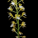 Oreorchis patens