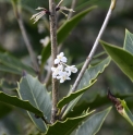 Osmanthus armatus