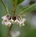 Osmanthus aquifolium