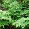 Osmunda japonica