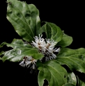 Pachysandra stylosa