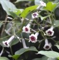Paederia scandens