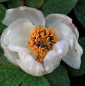 Paeonia japonica