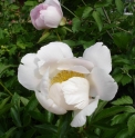 Paeonia lactiflora