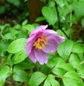 Paeonia mairei