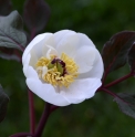 Paeonia obovata subsp.willmottiae