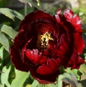 Paeonia suffruticosa 'Hatsu Garatsu'