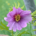 Paeonia veitchii