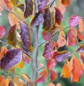 Parrotia subaequalis