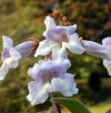 Paulownia fargesii CH5388