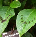 Persicaria 'Guizhou Bronze'