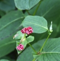 Persicaria 'Indian Summer'