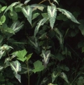 Persicaria microcephala