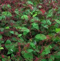 Persicaria virginiana