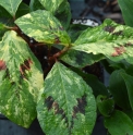 Persicaria virginiana 'Painter's Palette'