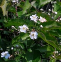Photinia villosa var. sinica