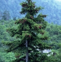 Picea jezoensis