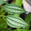 Pilea DS834