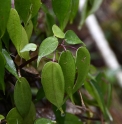 Pilea plataniflora CMBTW1485