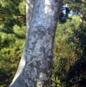 Pinus bungeana 