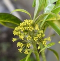 Pittosporum adaphniphylloides