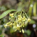 Pittosporum illicioides CMBTW1618