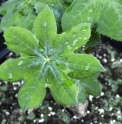 Podophyllum aurantiocaule