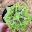 Podophyllum sp. Chine, Guangxi