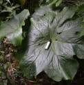 Podophyllum mairei