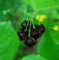 Podophyllum pleianthum