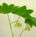 Podophyllum pleianthum 'Album'