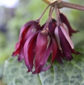 Podophyllum 'Spotty Dotty'