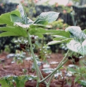 Podophyllum versipelle