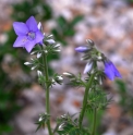 Polemonium kiushianum 