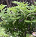Polygonatum biflorum
