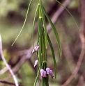 Polygonatum curvistylum 