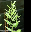 Polygonatum falcatum 'Tanabata'