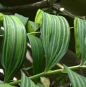 Polygonatum falcatum 'Tiger Stripes'