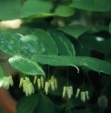 Polygonatum filipes