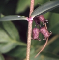 Polygonatum fuscum CBCH098