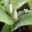 Polygonatum hirtum